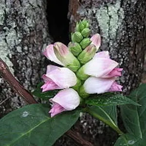 Pinkish-white flowers of turtlehead (Chelone glabra) in a wooded setting.