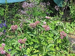 Purple Milkweed (Asclepias purpurascens) plants
