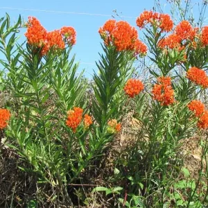 Butterfly weed (Asclepias tuberosa) on a roadside.