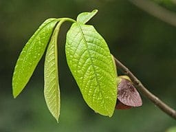 Leaves of Pawpaw (Asimina triloba) with a flower in background