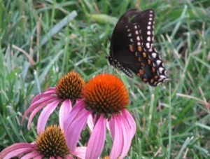 Black swallowtail (Papilio polyxenes) on a coneflower.