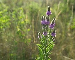 Hoary Vervain (Verbena stricta) flowers