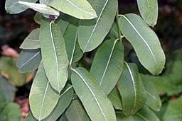 Leaves of Common Milkweed (Asclepias syriaca)