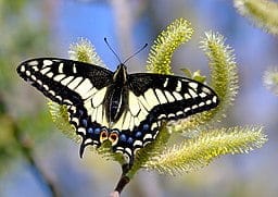 Anise Swallowtail (Papilio zelicaon)