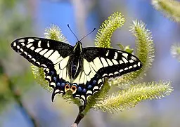 Anise Swallowtail (Papilio zelicaon) on a willow.
