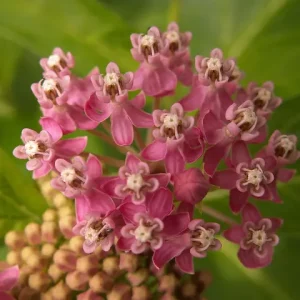 Pink flower cluster of swamp milkweed (Asclepias incarnata).