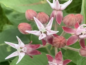 Pinkish-white flowers of showy milkweed (Asclepias speciosa).