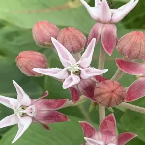 Pinkish-white flowers of showy milkweed (Asclepias speciosa).