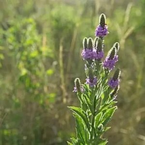 Plant of hoary vervain (Verbena stricta).