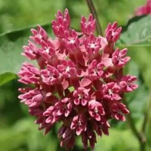 Purple flower cluster of purple milkweed (Asclepias purpurascens).