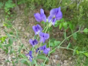 Purplish-blue flowers of wild indigo (Baptisia australis) in a wooded setting.