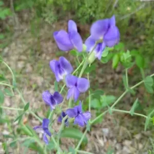 Purplish-blue flowers of wild indigo (Baptisia australis) in a wooded setting.