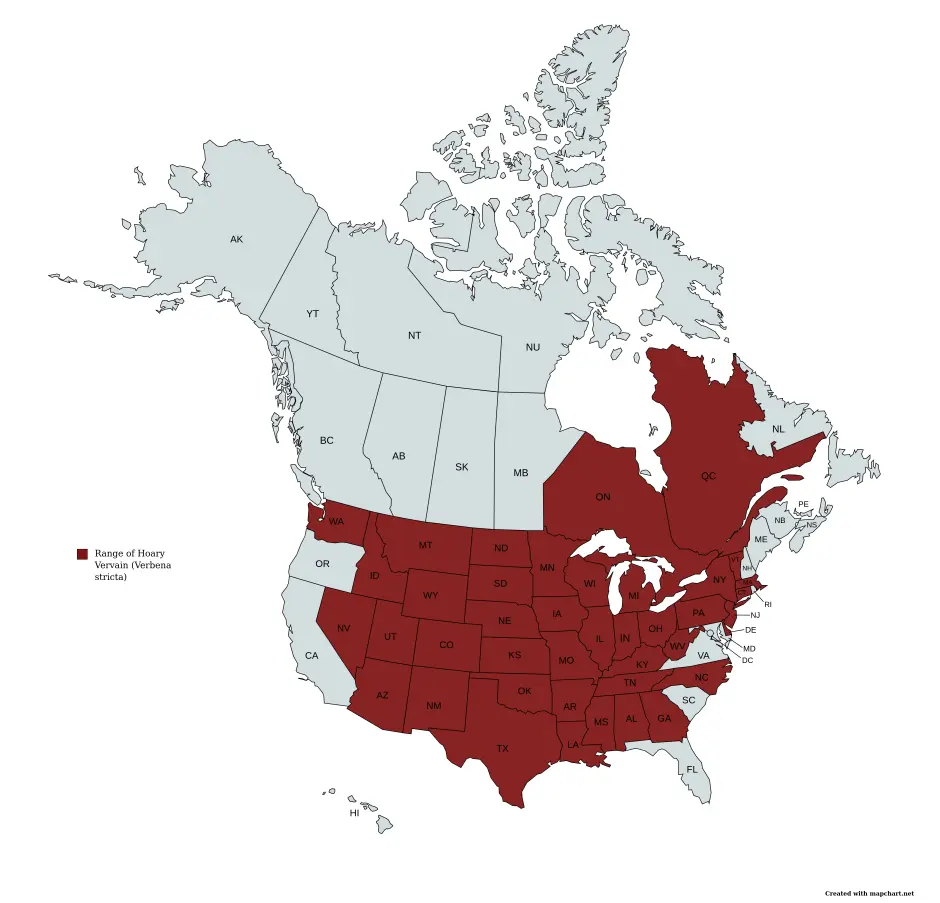 Range map of hoary vervain (Verbena stricta) in the United States and Canada.