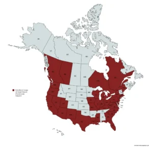 Range map of sweet fennel (Foeniculum vulgare) in the United States and Canada.