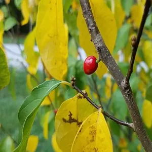Red fruit of spicebush (Lindera benzoin).