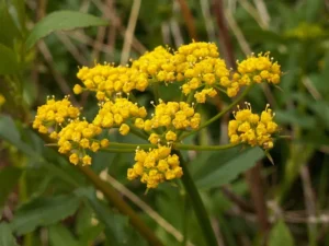 Yellow flowers of golden alexander (Zizia aurea).