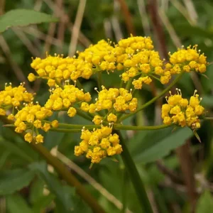 Yellow flowers of golden alexander (Zizia aurea).