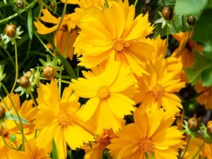 Yellow flowers of lance-leaf coreopsis (Coreopsis lanceolata).