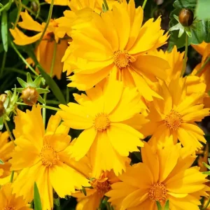Yellow flowers of lance-leaf coreopsis (Coreopsis lanceolata).