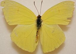 Cloudless Sulphur Butterfly