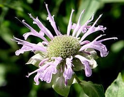 Flower of Wild Bergamot (Monarda fistulosa)