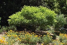 Buttonbush (Cephalanthus occidentalis) at the margin of a pond