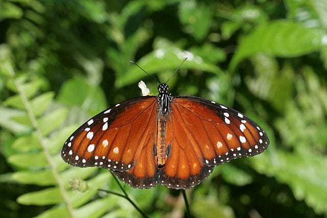 Queen butterfly on vegetation.