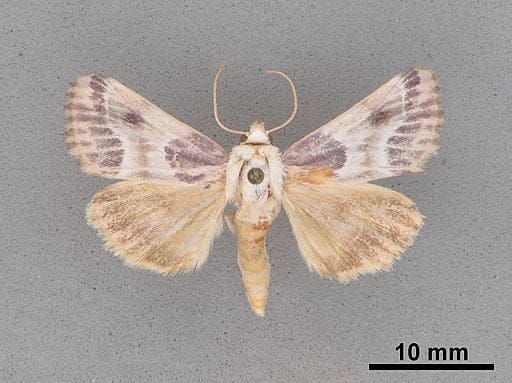 Bleeding flower moth on cloth.