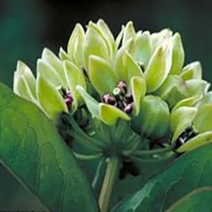 Close-up of flowers of green milkweed (Asclepias viridis), an Ohio Milkweed.