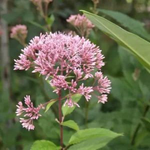 Close-up purple flowers of spotted joe-pye-weed (Eutrochum maculatum).