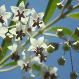 White flowers of balloon milkweed (Asclepias physocarpa).