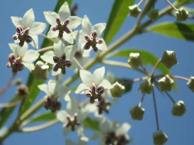 White flowers of balloon milkweed (Asclepias physocarpa).
