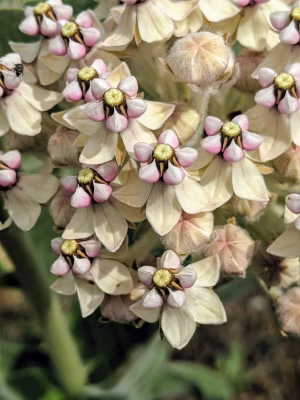 Yellowish flowers of woollypod milkweed.