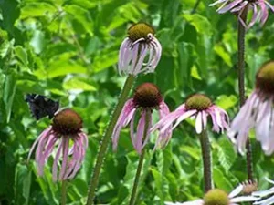 Group of flowers of pale coneflower (Echinacea pallida) in a field.