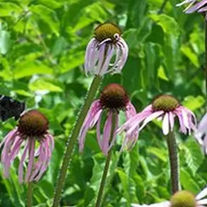 Group of flowers of pale coneflower (Echinacea pallida) in a field.