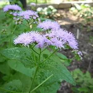 Lavender flowers of blue mistflower (Conoclinium coelestinum).