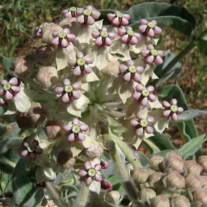 Pinkish-white flowers of woollypod milkweed (Asclepias eriocarpa).