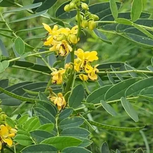Yellow flowers of Maryland senna (Senna marilandica).