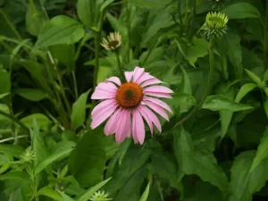 Purple flower of purple coneflower (Echinacea purpurea) in the McMullen House garden.