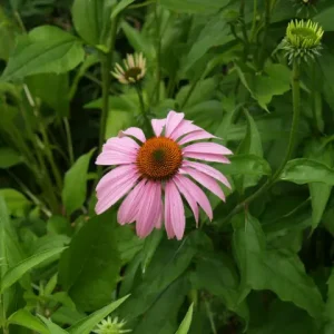 Purple flower of purple coneflower (Echinacea purpurea) in the McMullen House garden.