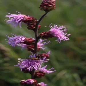Purple flowers of meadow blazing star (Liatris ligulistylis).