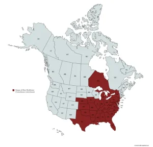 Range map of blue mistflower (Conoclinium coelestinum) in the United States and Canada.