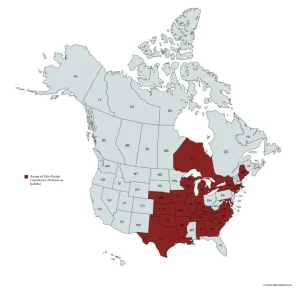 Range map of pale coneflower (Echinacea pallida) in the United States and Canada.