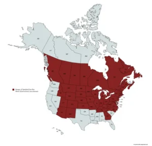 Range map of spotted joe-pye-weed (Eutrochium maculatum) in the United States and Canada.