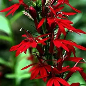Red flowers of cardinal flowers (Lobelia cardinalis).