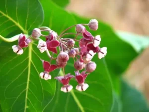 Reddish-pink flowers of heart-leaf milkweed (Asclepias cordifolia).