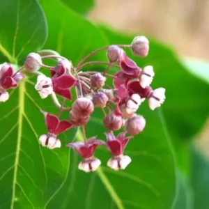 Reddish-pink flowers of heart-leaf milkweed (Asclepias cordifolia).