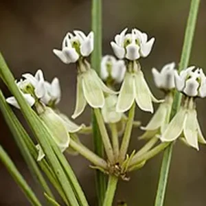 White flowers of horsetail milkweed (Asclepias subverticillata).