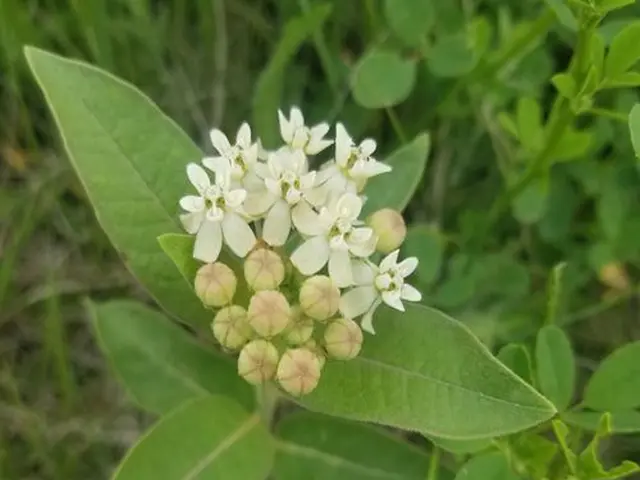 White flowers of oval-leaf milkweed (Asclepias ovalifolia), a Grand Traverse County milkweed.