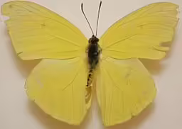 Cloudless sulphur butterfly on a white background.